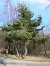 Borovice lesn�-Pinus silvestris